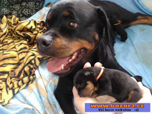 Prodám štěně pejska  Rottweilera