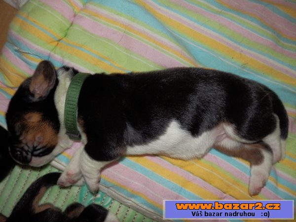 Basset Hound