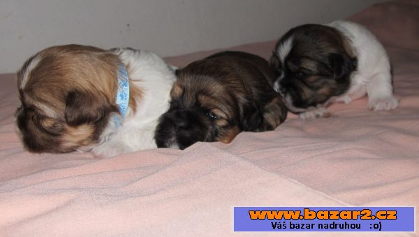 Lhasa apso šteňata s PP