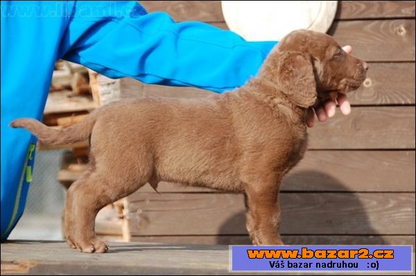 Chesapeake bay retriever
