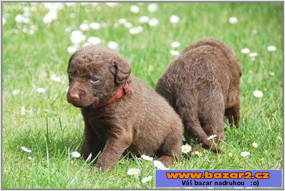 Chesapeake bay retriever