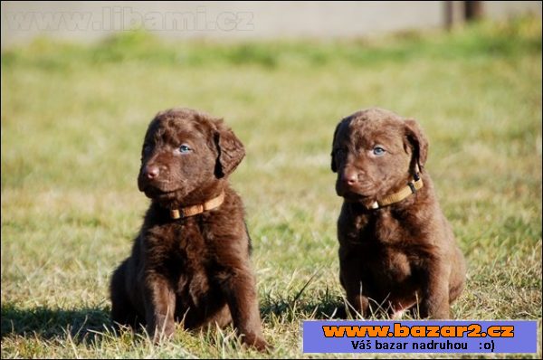 Chesapeake bay retriever