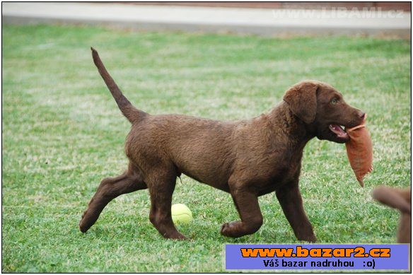 Chesapeake bay retriever