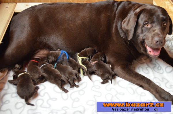 Labradorský retriever-štěňátka s PP