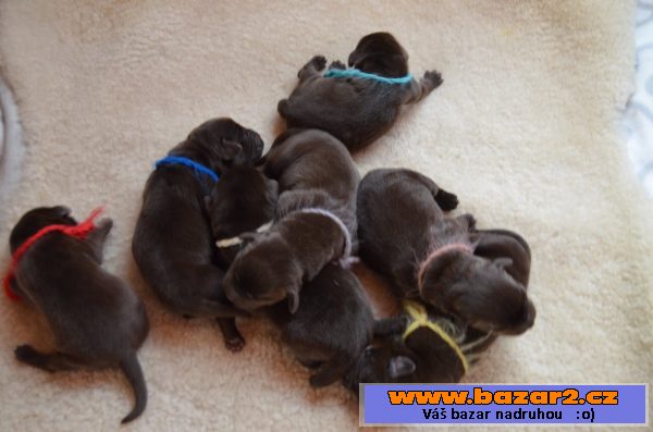 Labradorský retriever-štěňátka s PP