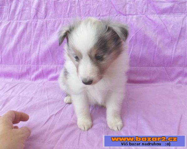 Šeltie- blue merle fenka s PP