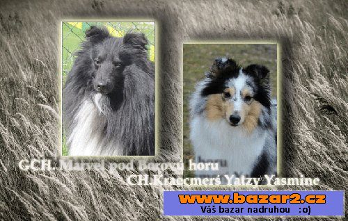 Šeltie- blue merle fenka s PP