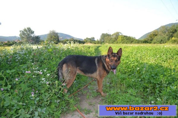 Dingo darujem za vet. poplatok