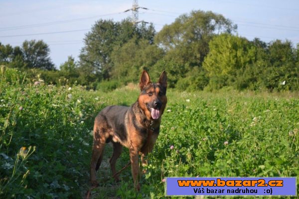 Dingo darujem za vet. poplatok