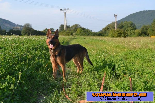 Dingo darujem za vet. poplatok