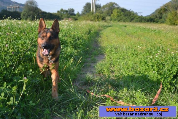 Dingo darujem za vet. poplatok