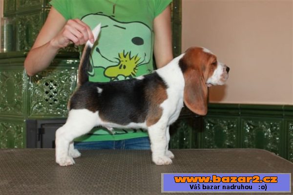 Beagle (bígl) štěňátka