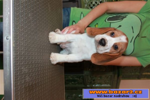 Beagle (bígl) štěňátka