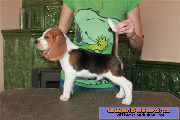 Beagle (bígl) štěňátka