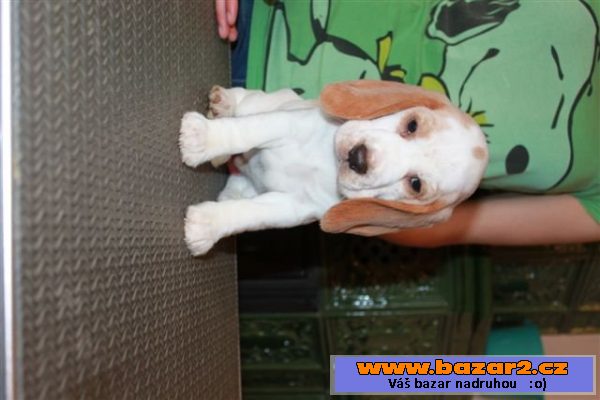 Beagle (bígl) štěňátka