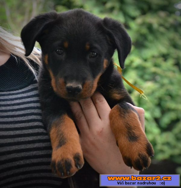 štěňata  beauceronu s PP