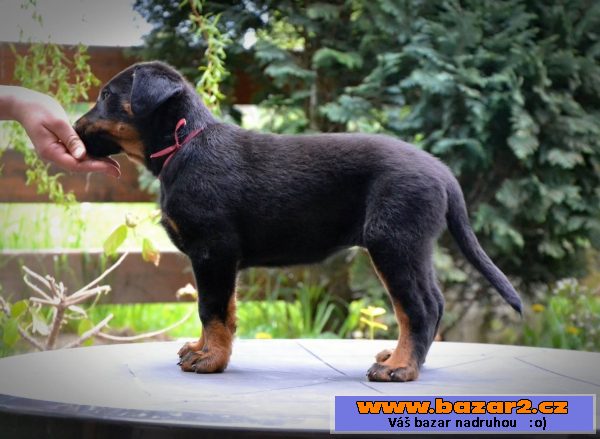 štěňata  beauceronu s PP