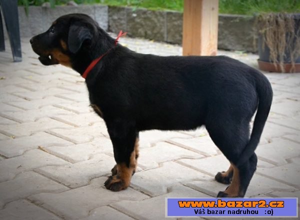 štěňata  beauceronu s PP