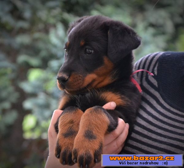 štěňata  beauceronu s PP