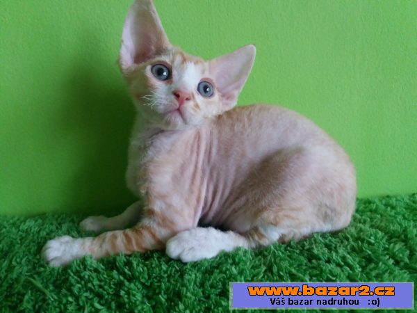 Devon Rex s PP