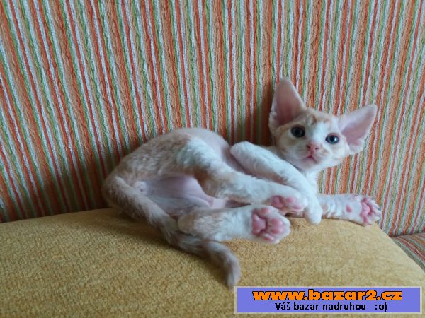 Devon Rex s PP