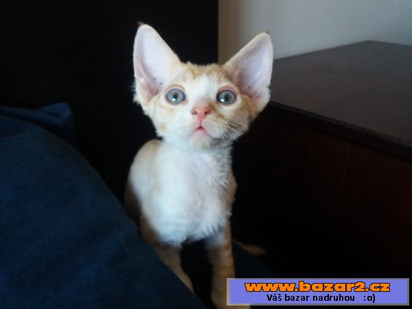 Devon Rex s PP