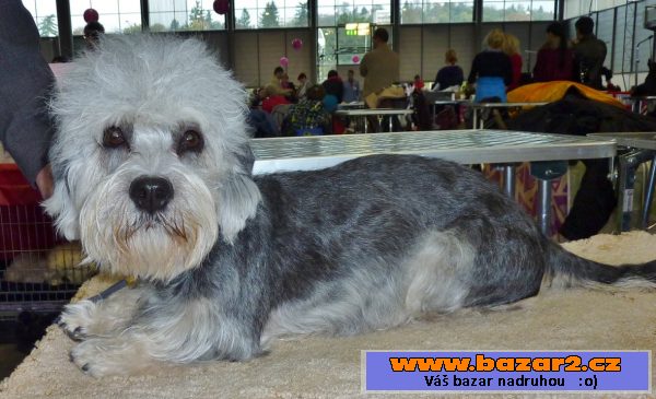 Dandie Dinmont teriér-štěnata s PP