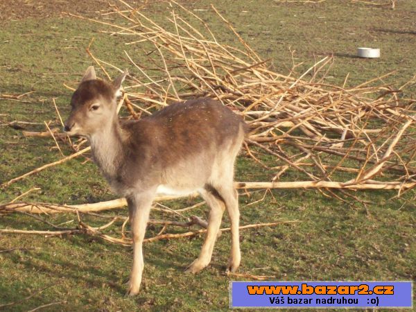 Daňky