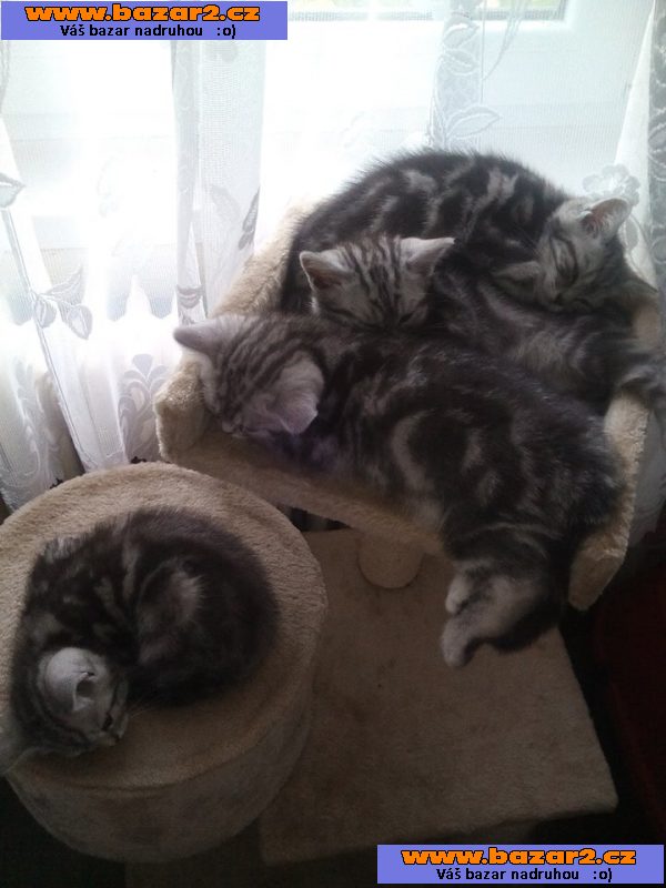 Prodám Whiskas koťátko s PP