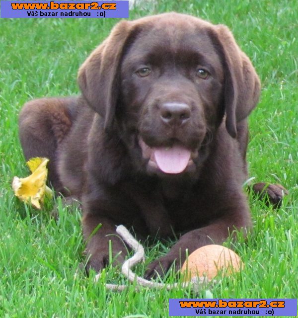 labrador- dva a póljmesačná fenečka