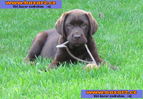 labrador- dva a póljmesačná fenečka