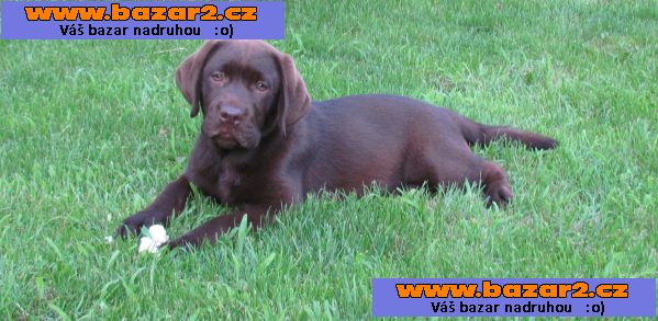 labrador- dva a póljmesačná fenečka
