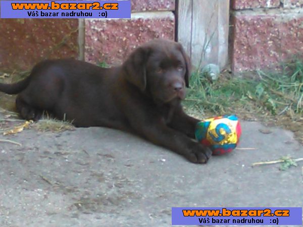 labrador- dva a póljmesačná fenečka