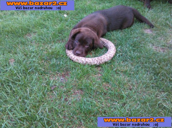 labrador- dva a póljmesačná fenečka