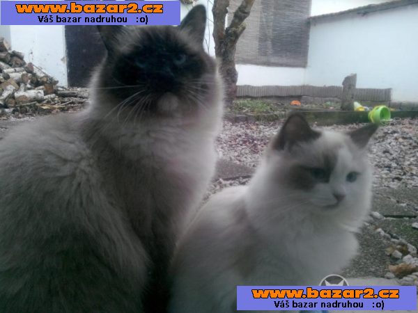 Ragdoll koťátka