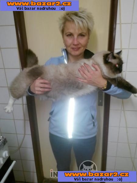 Ragdoll koťátka