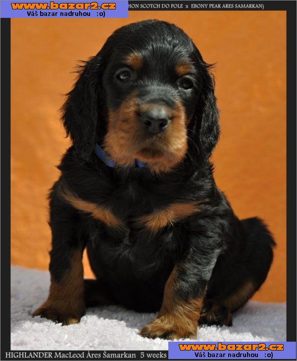 gordonsetr gordon setter