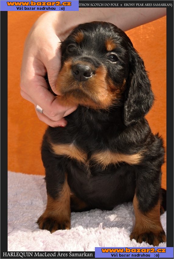 gordonsetr gordon setter