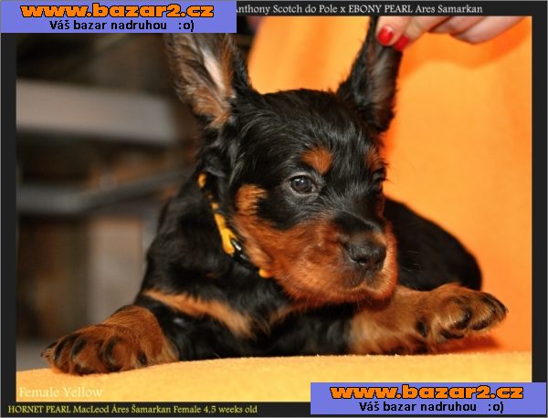 gordonsetr gordon setter