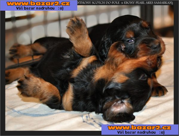 gordonsetr gordon setter