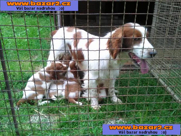 Welsh springer spaniel (Velššpringršpaněl)