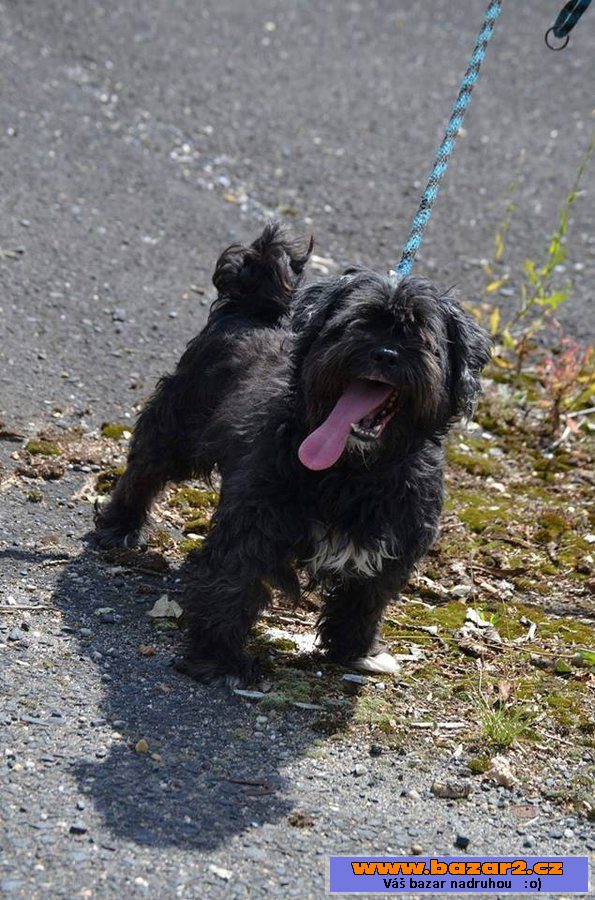 Ši-tzu