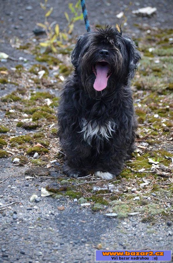 Ši-tzu