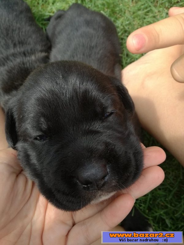 Štěňátka Cane Corso