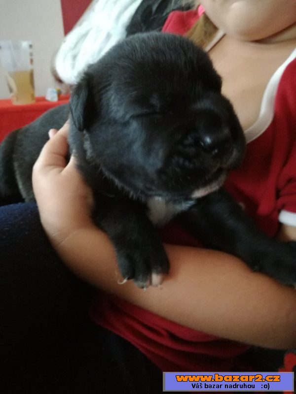 Štěňátka Cane Corso