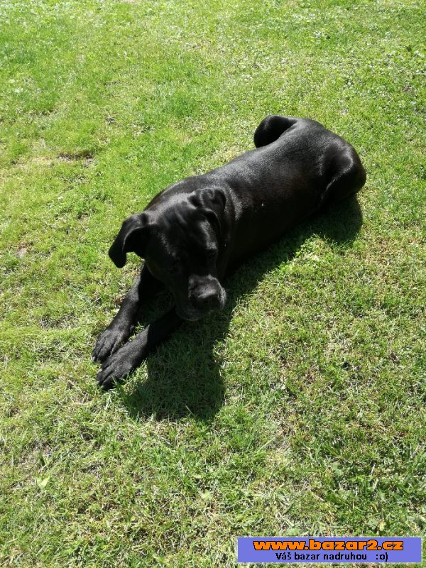 Štěňátka Cane Corso