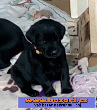 Labrador černý 