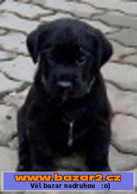 Labrador černý 