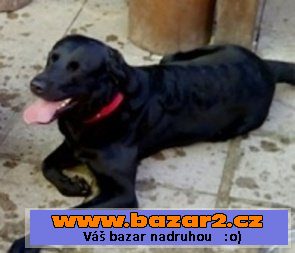 Labrador černý 