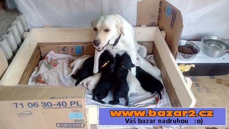 Labrador černý 